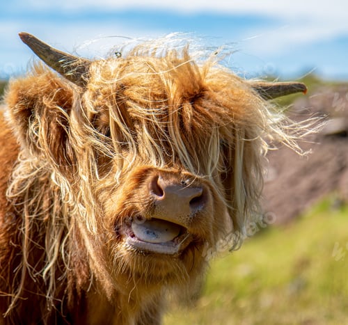 Preview: Fluffy brown highland cattle enjoying the sunshine in the green field