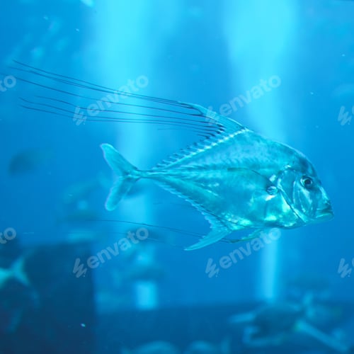 Preview: Aquarium in Dubai Mall