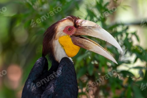 Preview: Close up of a male Rhyticeros undulatus bird, The wreathed hornbill