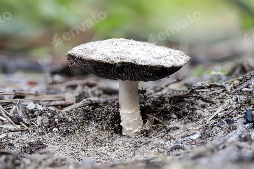 Preview: mature Agaricus devoniensis Sandy Mushroom