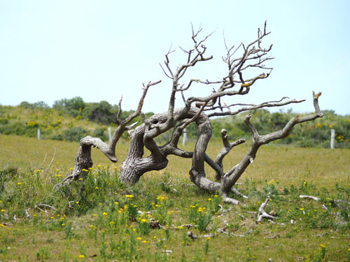 Preview: Landscape shot of a dead tree with a clear blue sky in the background
