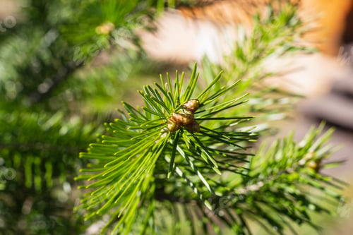 Preview: fir needles close-up.young Pine buds on branches, green natural background. spring season. blurred
