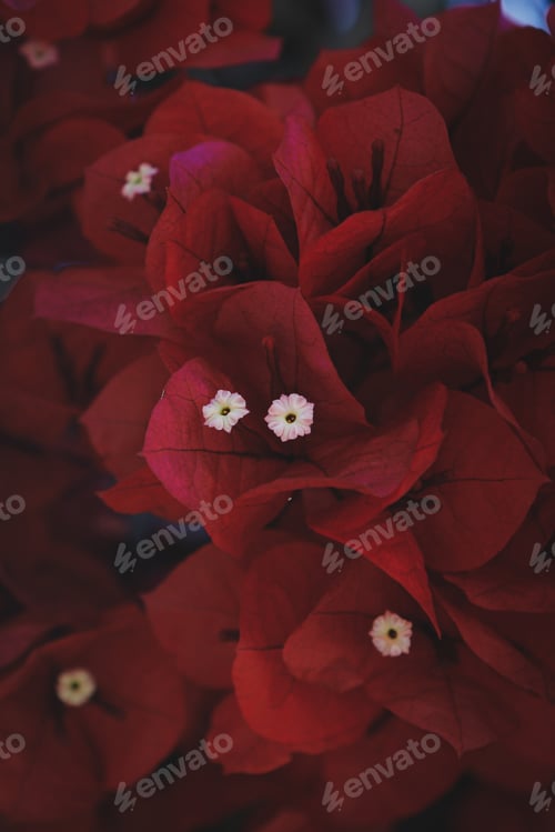 Preview: Vertical shot of beautiful red bougainvillea peruviana flowers