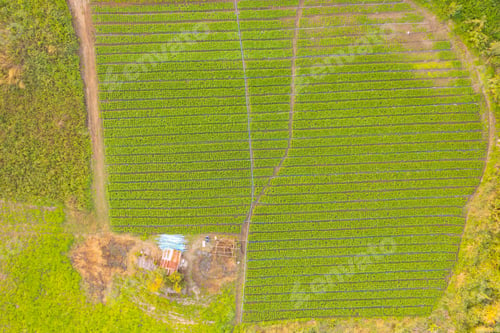 Preview: Tea or strawberry farm, agricultural plant fields. Rural area. Farm. Nature landscape background