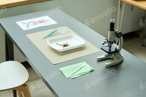 Preview: Long grey desk with microscope and plastic tray with frog for dissection