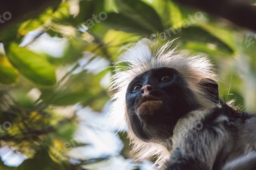 Preview: Red Colobus monkey