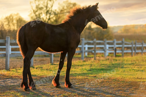 Preview: Elegant bay filly standing in sunset rays near the corral