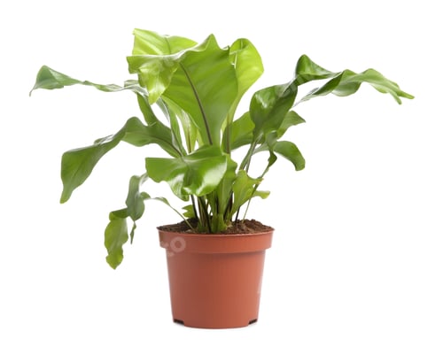 Vista previa: Beautiful fern in pot isolated on white