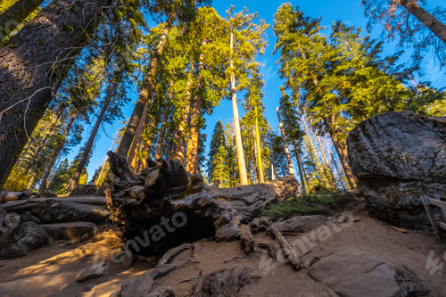 Preview: Top of a dead tree in Sequoia National Park, California.
