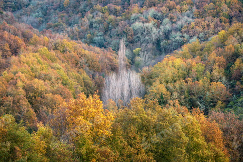 Preview: Leafless poplars emerge between valleys of oak and chestnut trees