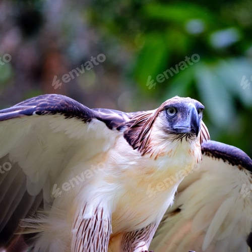 Preview: Closeup shot of a common barn owl on the blurry background