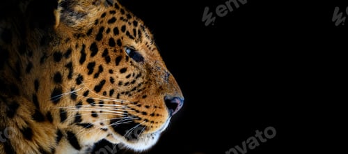 Preview: Close up big leopard isolated on black background