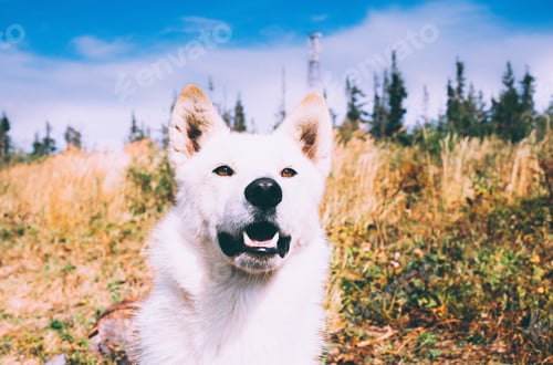 Preview: Dog