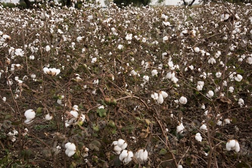 Preview: Cotton field white with ripe cotton ready for harvesting, India