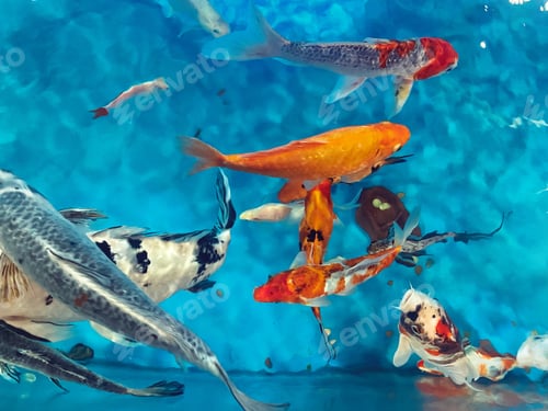 Preview: Natural background Made by blue water and koi fishes