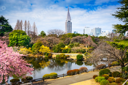 Preview: Shinjuku Gyoen Park, Tokyo, Japan In The Spring Cherry Blossom Season.