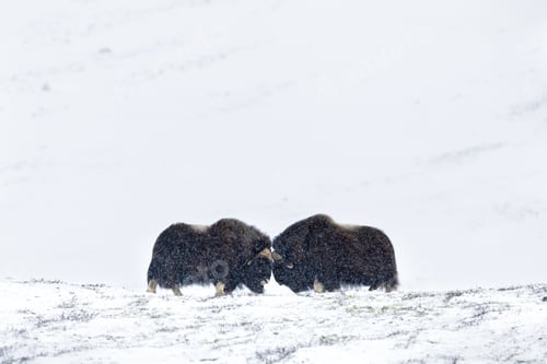 Preview: Musk Ox Head-Butting Fight in Dovre mountains in snow blizzard in winter