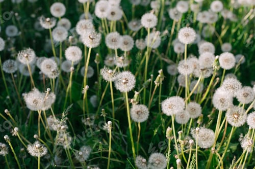 Preview: field of faded dandelions closeup