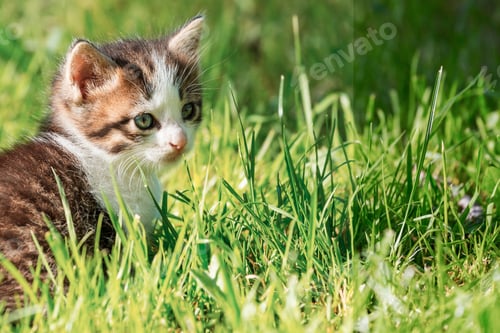 Preview: Kitten