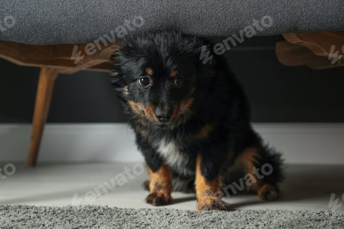 Preview: Stressed dog hiding under sofa. Domestic violence against pets
