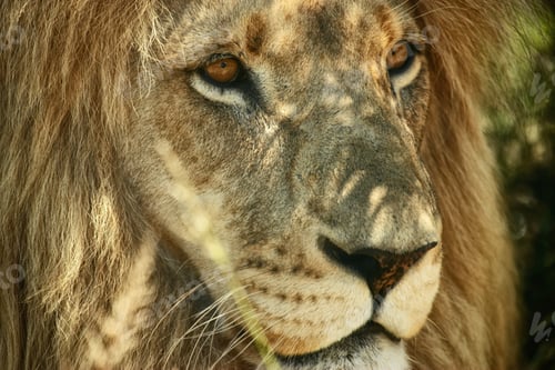 Preview: The king needs a rest too. Closeup cropped shot of a majestic lion relaxing in the shade.