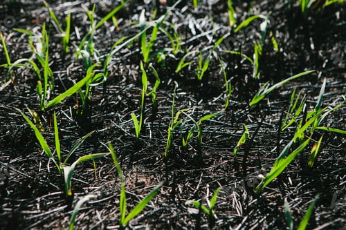 Preview: New grass growing in recently burned forest fire, close up (Taylor Bridge fire)