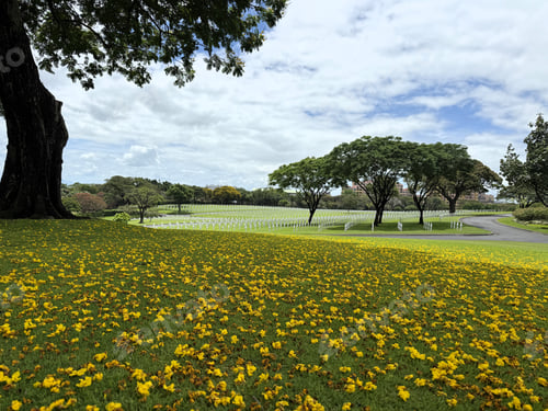 Visualização: Flores amarelas enfeitam um campo de honra