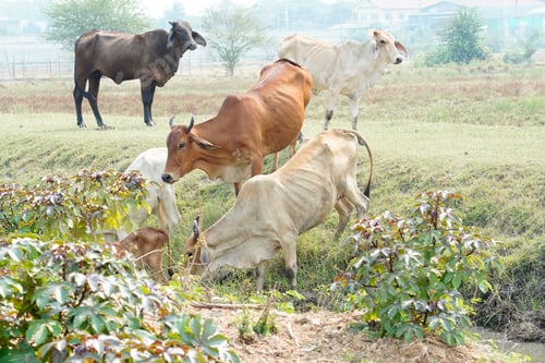 Preview: Cow in the green grass