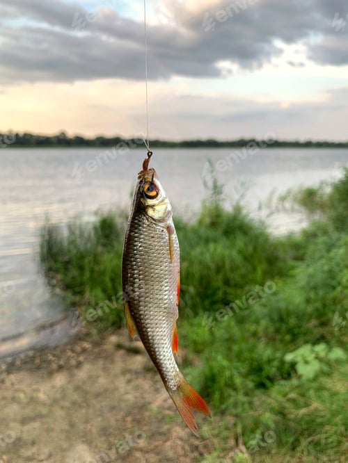 Preview: Fresh fish catch common rudd. Fishing
