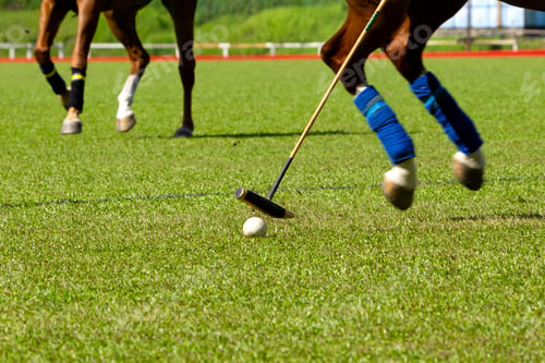 Preview: Polo Horses Running during Polo Game.