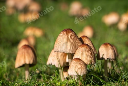 Preview: Fungus in the Garden
