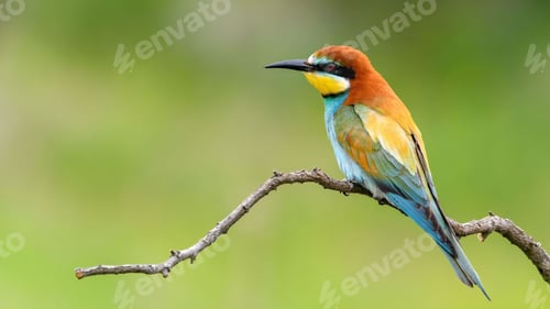 Preview: European Bee-Eater Sitting on a Stick.