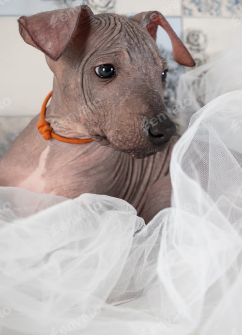 Preview: xoloitzcuintli puppy breed very kind obedient dogs breed features they have no wool