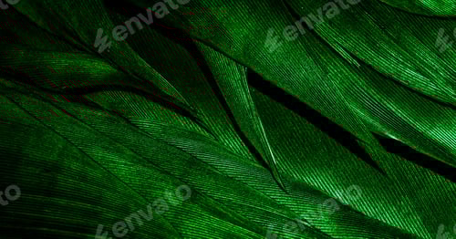 Visualização: penas verdes com textura visível