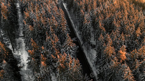 Preview: Aerial shot of a road between dense fir forest
