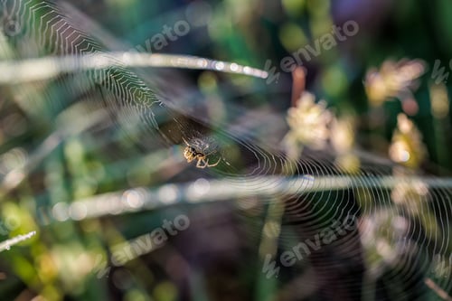 Preview: Selective focus shot of a spider entangled in a web