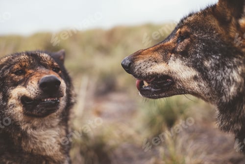 Preview: Two wolves roaring on each other
