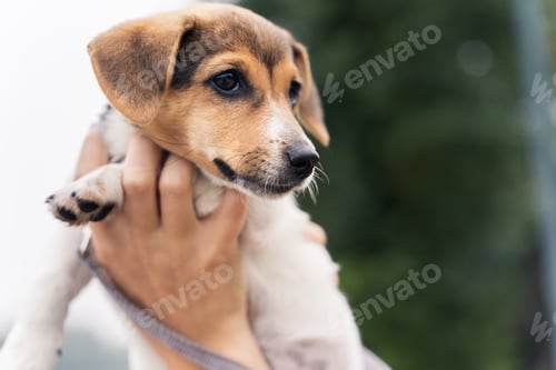 Vorschau: Nahaufnahme Porträt eines entzückenden kleinen Jack Russel Terrier-Welpen, im Freien, Spaziergang mit Haustieren