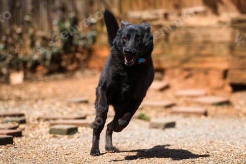 Preview: Dog on a log in the woods walking around with