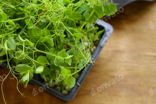 Preview: Sprouts of Peas