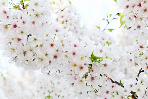 Preview: Cherry blossom season in Tokyo Japan