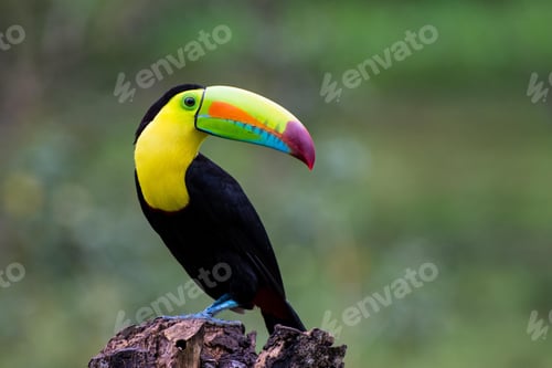Preview: toucan, bird, colours, tropics
