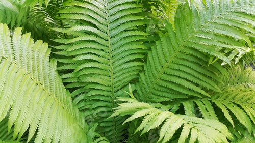 Preview: Green fresh fern branches