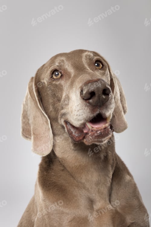 Preview: Studio portrait of an expressive Weimaraner dog