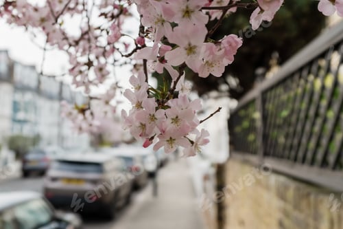 Preview: Blooming cherry blossom branch overlooking a quiet residential street