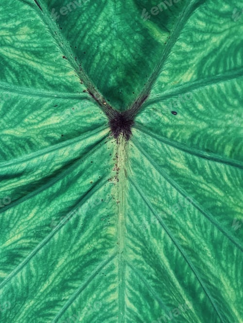 Preview: Green