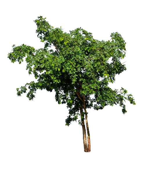 Preview: Tree isolated on white background.
