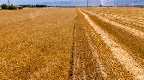 Preview: Ripening ears of barley in a field in a summer day during harvesting period