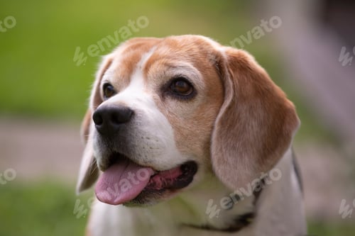 Preview: portrait of a dog