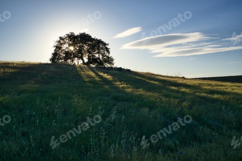 Preview: Tree on the top of a grassy hill at sunset